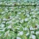 Bawełna - zielone liście 0,1 mb